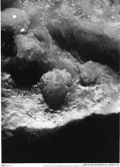 Historisches Foto von Masticacheles minimus (Fraaije, 2014) (NHMW-AFW-GEO-BACHMAYER-FOTO-1990-0041-1447)